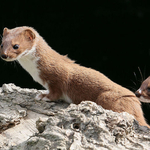 Weasels