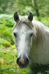 <center>Barney</center>