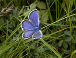 Silver studded blue butterfly