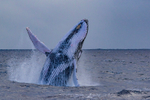 0A3A3383. Humpback Breach 14