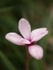 Petals
