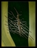 Agave Tattoo