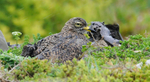 Spotted Thick Knee lying in rain