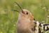 Hoopoe