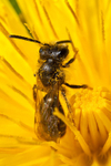 Andrena chrysosceles (m)