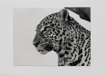 023 Leopard portrait