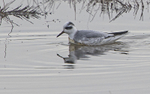 Grey Phalarope