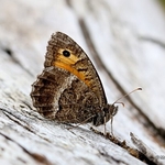 False Grayling (Arethusana arethusa)