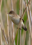 Reed Warbler 1