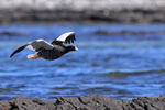 Kelp Goose (female) in flight, Carcass Island, Falklands