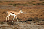 Springbok