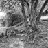 Trees 4