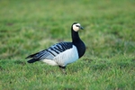 Barnacle Goose
