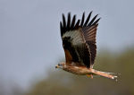 Red Kite