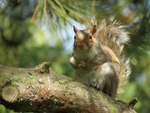 Up In The Tree