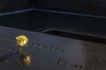 September 11 Rose