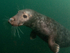 Grey Seal - Halichoerus grypus