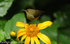 Female variable sunbird