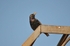 Starling