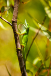 green anole Anolis carolinensis 0714