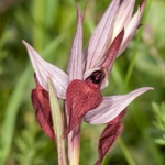 Heart-lipped Serapias (Serapias cordigera)