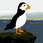 Puffin