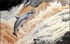 Homeward bound ,salmon