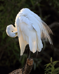 Great Egret preening late afternoon, Venice Rookery, Florida