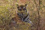 Eye contact with Bengal Tiger in bush, Panna, Madhya Pradesh, India