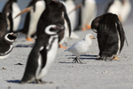Snowy Sheathbill & Penguins, Sea Lion Island, Falklands