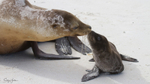 Galapagos Sealion 5