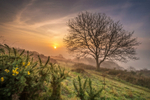z2984 Brading Down Misty Morning