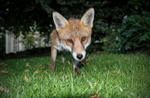 Urban Fox_Bristol_0234