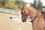 SBM_009085