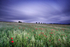 Poppy Evening