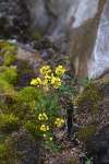 Yellow Mountain Saxifrage 8045