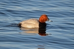 Common Pochard