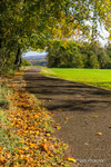 Autumn Walk in Barnett Demesne