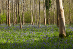 Bluebell Woods, Dorset