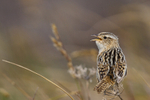 Grass Wren