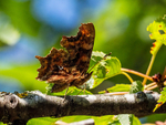 Comma