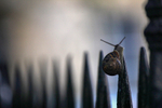 Urban snail at night in a Bristol Street