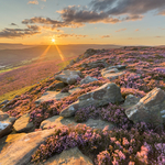 Heather on Derwent Edge
