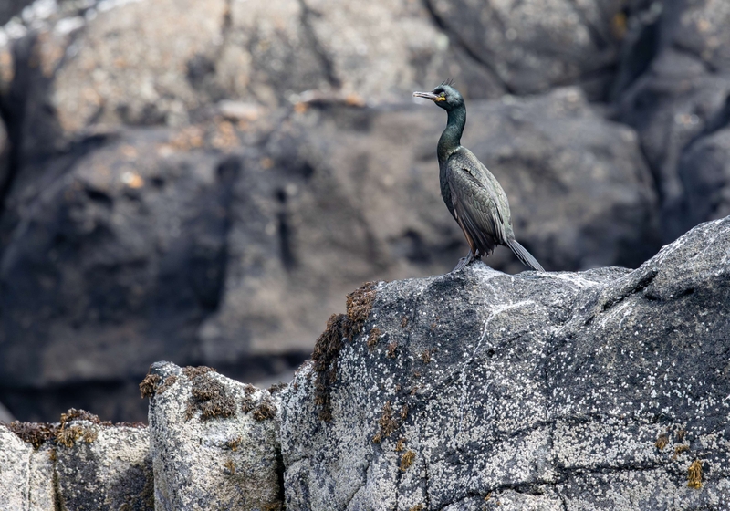 European Shag - Isle of Skye - Scotland