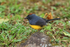 Slate-throated Redstart on rock, Costa Rica