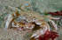 Liocarcinus marmoreus crab with mate