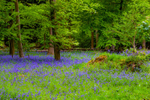 bluebell Hyacinthhoides non-scripta-6724