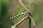 Common Darter