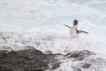 Rockhopper Penguin landing, flippers raised, Saunders Island