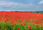 July - Field of red Poppies